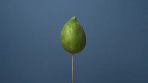 Fig - Fruit rotating on Bluescreen 库存影片 199591982