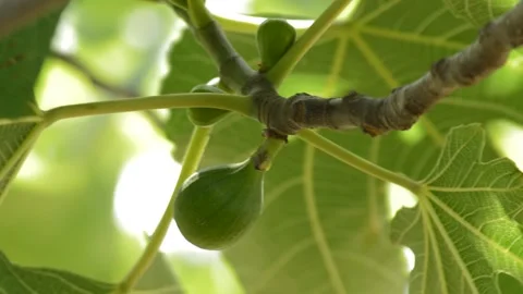 Fig fruit in a summer day. fig plant flora green background 動画素材 197791596