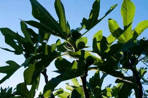 Fig fruit tree branches with big green leaves. Stock Photos