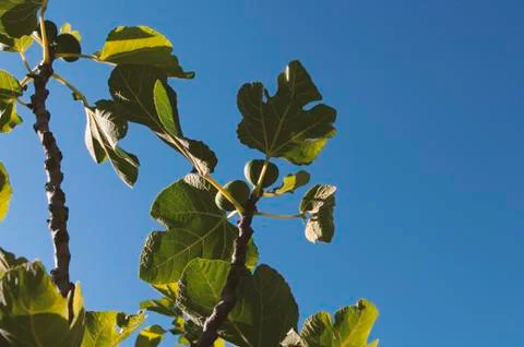 Fig fruit tree branches with big green leaves. Summer fruit. Stock Photos