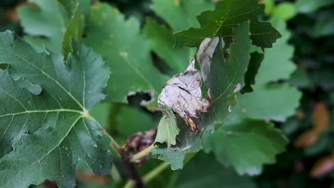 Fig Fruit Tree with Curly and Infested Leaves Closeup. 스톡 동영상 345182973