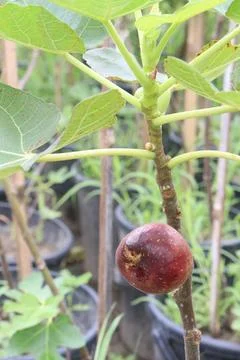 Fig fruit on tree in farm Stock Photos