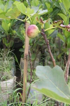 Fig fruit on tree in farm Stock Photos