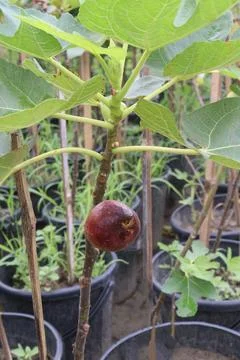 Fig fruit on tree in farm Stock Photos