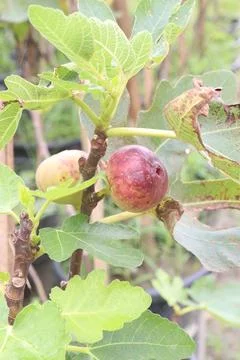 Fig fruit on tree in farm Stock Photos