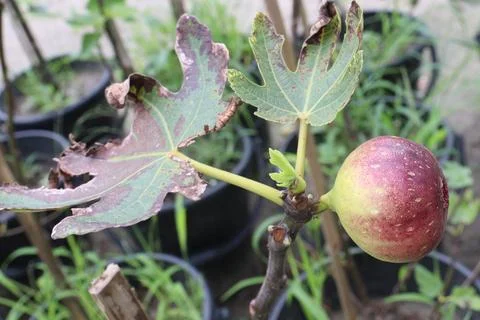 Fig fruit on tree in farm Stock Photos