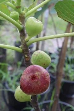 Fig fruit on tree in farm Stock Photos