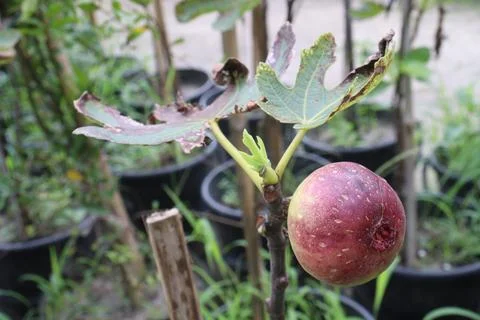 Fig fruit on tree in farm Stock Photos