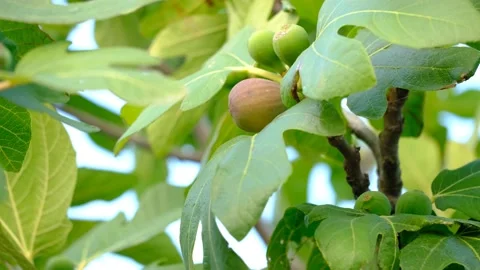 Fig fruit on tree. Fresh, organic fruits waiting to ripen. Stock Footage 137936601
