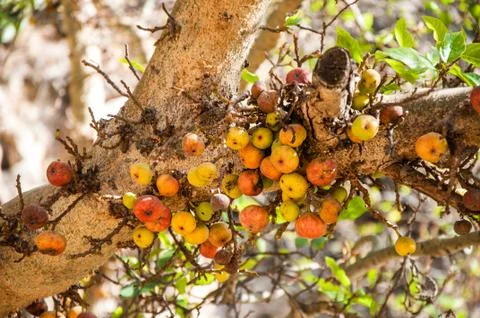 Fig fruit on the tree Stock Photos