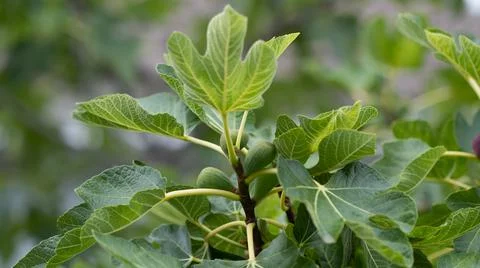Fig fruit tree Stock Photos