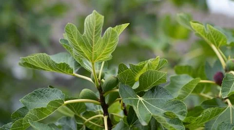 Fig fruit tree Stock Photos