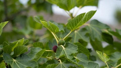 Fig fruit tree Stock Photos