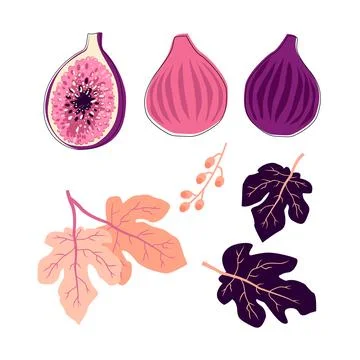 Fig fruit vector Stock Illustration