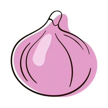 Fig fruit vector illustration. Hand drawn fig fruit Isolated on white background Stock Illustration