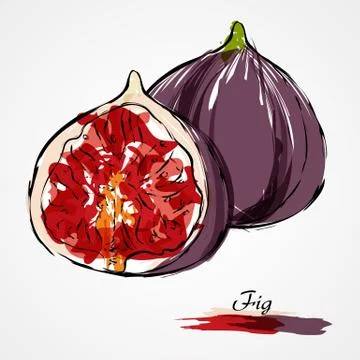 Fig fruits Stock Illustration