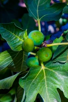 Fig fruits on a tree Foto stock