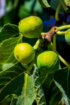 Fig fruits on a tree Stock Photos