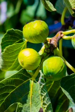 Fig fruits on a tree Stock Photos