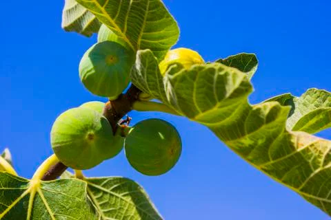 Fig fruits on a tree Stock Photos