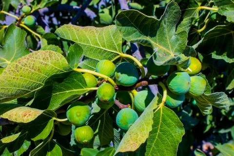 Fig fruits on a tree Stock Photos