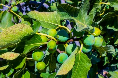 Fig fruits on a tree Stock Photos