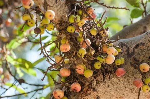 Fig fruits in the tree Stock Photos