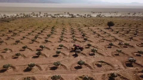 Fig garden tree irrigation by local people farmer and salt lake desert in Stock Footage 263295168
