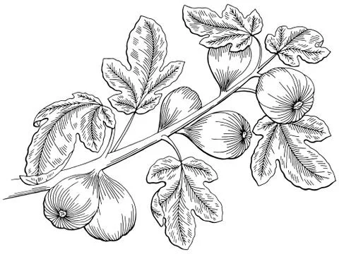 Fig graphic tree black white isolated sketch illustration vector Stock Illustration