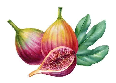 Fig with green leaf isolated on white background, Tropical ripe fruits Stock Illustration