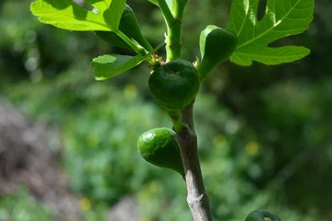 Fig Growing on Tree Close-Up, Natural Fruit Growth with Copy Space Fotos Stock