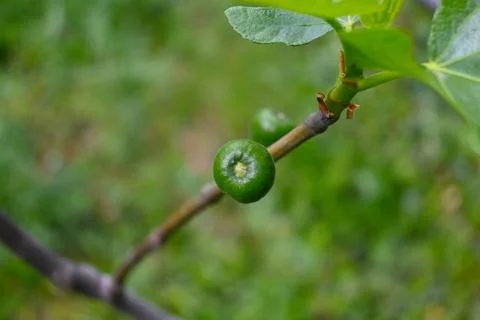 Fig Growing on Tree Close-Up, Natural Fruit Growth with Copy Space Fotos de archivo
