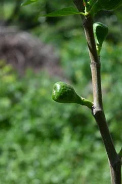 Fig Growing on Tree Close-Up, Natural Fruit Growth with Copy Space Fotos de archivo