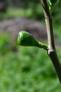 Fig Growing on Tree Close-Up, Natural Fruit Growth with Copy Space Stock Photos