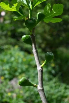 Fig Growing on Tree Close-Up, Natural Fruit Growth with Copy Space Photos