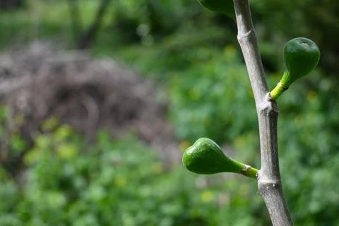 Fig Growing on Tree Close-Up, Natural Fruit Growth with Copy Space Stockfoto's