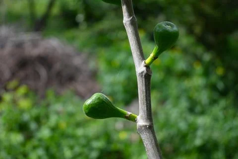 Fig Growing on Tree Close-Up, Natural Fruit Growth with Copy Space Photos