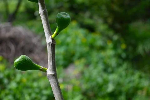 Fig Growing on Tree Close-Up, Natural Fruit Growth with Copy Space Fotos Stock