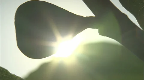 Fig growing on a tree Stock-Footage 35801684