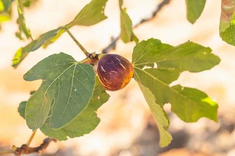 Fig grows on a tree branch surrounded by large green leaves in daylight. Stock Photos