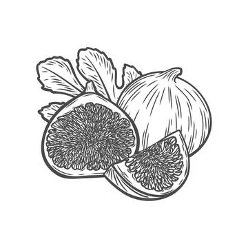 A fig, a half, a slice of a fig and a leaf in the style of line drawing イラスト素材