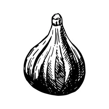 Fig hand drawn vector illustration. Detailed engraving style sketch. Summer Stock Illustration