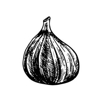 Fig hand drawn vector illustration. Detailed engraving style sketch. Summer Stock Illustration