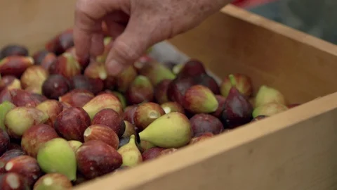 Fig Harvest Stock Footage 93805202