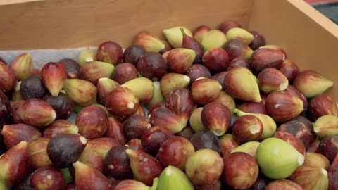 Fig Harvest Stock Footage 93805299