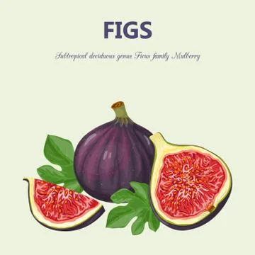 Fig. Isolated objects Stock Illustration