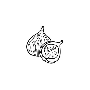 Fig isolated sketch doodle vector black and white image Stock Illustration