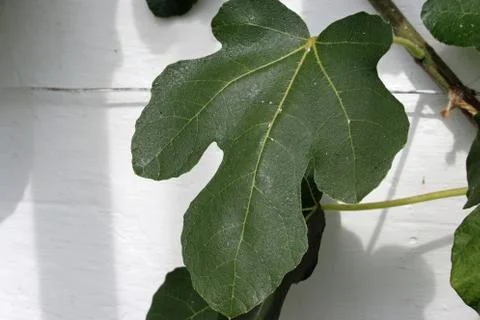 Fig leaf against a wall Stock Photos