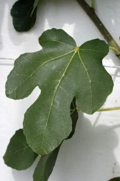 Fig leaf against a wall Stock Photos