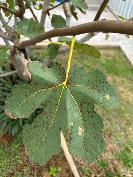 Fig leaf with brown spots Stock Photos